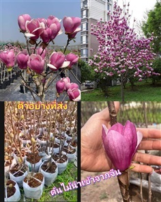 ต้น แมกโนเลีย ต้นแมกโนเลีย สีม่วง  Magnolia / sara