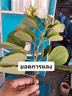 ยอดกาหลง เพื่อใช้ในพิธีต่างๆ