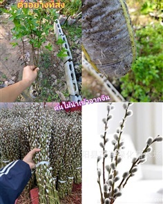 ต้น ซิวเวอร์วิลโล ซิลเวอร์วิลโลว์ Silver Willow / 