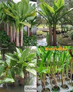 ต้น กล้วยน้ำบราซิล - Typhonodorum lindleyanum กล้ว