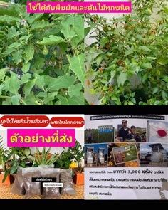 ปุ๋ยหมัก ธรรมชาติ ปุ๋ยอินทรีย์ organic 100% ปุ๋ย ต