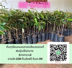 40 บาทต้นทุเรียนหมอนทองแท้เสียบยอด(รวม) เปลือกบาง