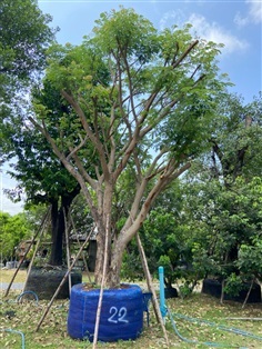 ต้นจามจุรีขนาด 22” นิ้ว