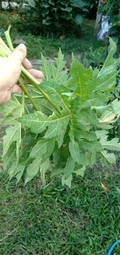  ใบมะละกอ  Papaya leave  มะละกอผักยอดนิยม