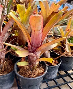 สับปะรดสี Aechmea