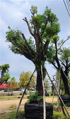 ต้นมั่งมีสูง6-7  เมตร หน้า 18