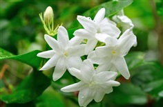 ต้นมะลิลา Jasmine  ดอกสีขาวหอม ไหว้พระ ทำชา