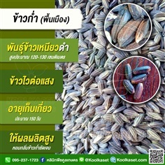 พันธุ์ข้าว ข้าวเหนียวดำ (ข้าวก่ำ) นาปี นาปรัง