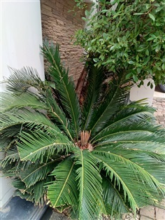 ต้น ปรงญี่ปุ่น Sago palm พร้อมปลูกในถุงดำ 59 บาท