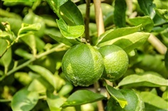 เมล็ดพันธุ์ มะนาว Lime seed เมล็ดมะนาวแป้น