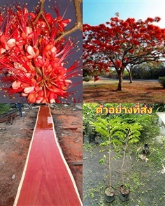(2ต้น) ต้น ประดู่แดง ต้นประดู่แดง / Natthaphong