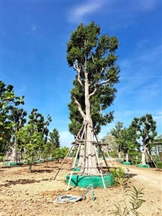 ต้นพูนทรัพย์ / ต้นกะบก  NO.44 สวนเทพรักษ์ไม้ล้อม 