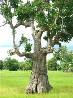 ต้นพันธุ์ กระบก หรือต้นพูนทรัพย์ ไม้มงคล ไม้ยืนต้น