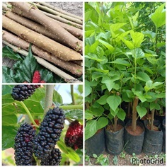 มัลเบอรี่ดำออสตุรกี ต้นมัลเบอรี่ดำออสตุรกี