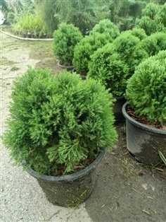 สนบอมแคระ