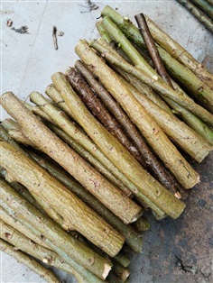 ทองหลางน้ำ ทองหลังกินใบ ขายกิ่งปักชำ