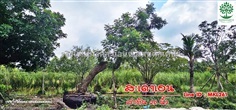 ต้นสะเดามันเอนลีลา ลำต้น 20 นิ้ว ฟอร์มสวย