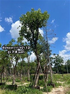 ต้นทองกวาว หน้า12" สูง 7-8 ม. 