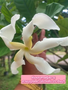 ต้นพุดเศรษฐีสยาม
