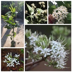 เข็มป่า ต้นเข็มป่า สีขาว Ixora Cibdela Craib เข็มต
