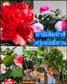 ต้นคามีเลีย Camellia คามิเลียห้าสี คามีเลีย5สี 5สี
