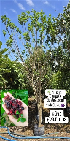 3.5เมตร ต้นหม่อน ต้นมัลเบอร์รี mulberry ไม้ล้อม