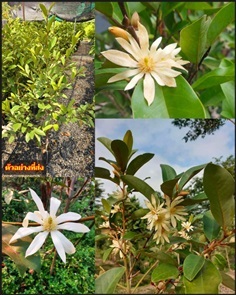 ต้น จำปีสุคนธา ต้นสุคนธา แมกโนเลีย สุคนธา Magnolia
