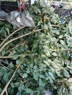 ทองหลางน้ำ ขายใบสด/ใบตากแห้ง