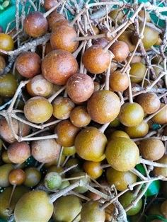 กุ่มบก ขายเมล็ดพันธุ์
