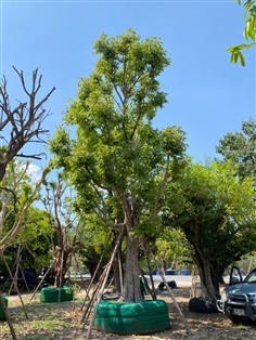 ต้นพูนทรัพย์ 