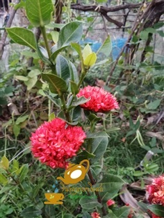 เข็มพิกุล