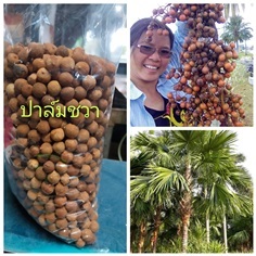 ปาล์มชวา ปาล์มยะวา ขายเมล็ดพันธุ์