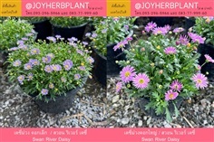 เดซี่ ม่วง Swan River Daisyและไม้ดอกทุกชนิด 