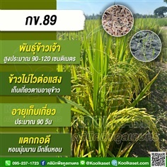 พันธุ์ข้าวปลูก ข้าวเจ้า กข89 ข้าวนาปี ข้าวนาปรัง