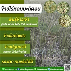  ข้าวเจ้าไร่หอมมะลิดอย ไวต่อแสง นาปี รวงดก ทนแล้ง