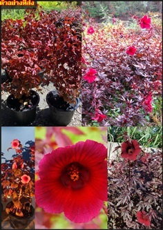 ต้นชบาเมเปิ้ล ชบาเมเปิ้ล ใบสีแดง ดอกสีแดง Hibiscus