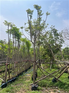 ต้นศรีตรัง