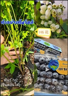 ต้นบลูเบอรี่ เล็กซี Blueberry LEXIE f6 L11 h6