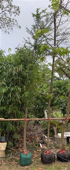 มะขวิด