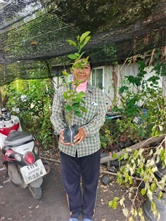 กิ่งพันธุ์มะนาว