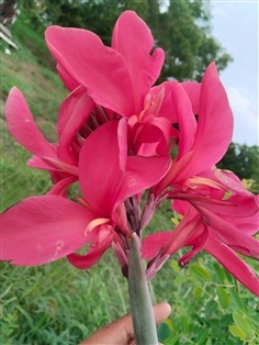 พุทธรักษาสีชมพู สีจริงตามภาพปก