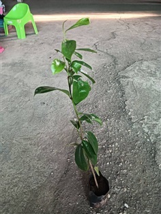 ต้นพันธุ์ ทุเรียนน้ำ หรือ ทุเรียนเทศ  ต้นละ 99 บาท