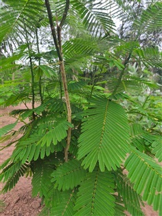 กิ่งพันธุ์ชะอม Climbing Wattle กิ่งสด