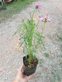 ต้นพันธุ์ คอสมอส  ถุงดำ 29 บาท พร้อมปลูก Cosmos