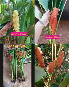 คล้าตะขาบทอง คล้าตะขาบ ทอง ต้นตะขาบทอง ต้นตะขาบ สี