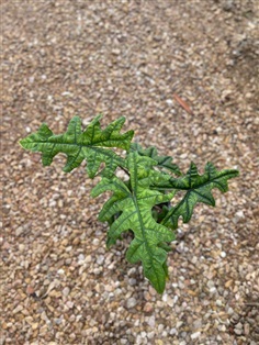 อโลคาเซียแจ็คลิน (Alocasia Jacklyn) มีราคาส่ง