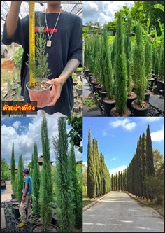 ต้นสนดินสอ Pencil Pine Italian Cypress
