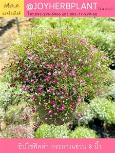 ต้นยิปโซฟิลล่า สีชมพูเข้ม แซม สีชมพูอ่อน