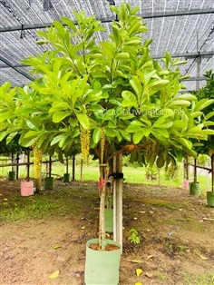 ต้นโซ่ทองคำ(สร้อยสุวรรณ)
