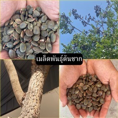 เมล็ดพันธุ์ต้นซาก Pansad tree